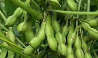 春大豆什么时候种植 春大豆什么时候种