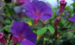 牵牛花种子什么时候种植 牵牛花种子什么时候种