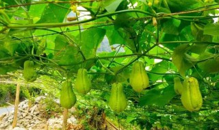 瓜啥时候种 洋瓜什么时候种