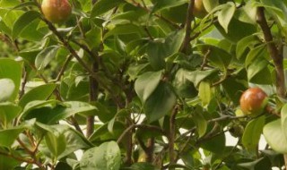 茶果什么时候成熟 茶果什么时候种