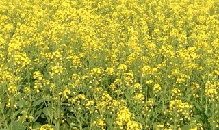 北方油菜花什么时候种植最好 北方油菜花什么时候种