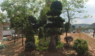 灌木种植注意事项 灌木栽种注意