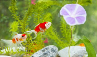 刚种水草需要注意什么 新水草栽种注意事项