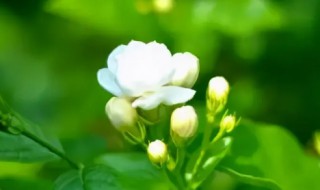 茉莉花的种植要求 新栽种的茉莉花注意什么