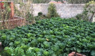 院子里种白菜好吗 庭院栽种大白菜注意什么