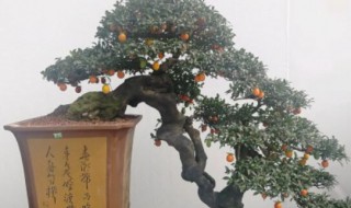 夏天如何栽金弹子生桩 夏天栽种金弹子生桩注意事项