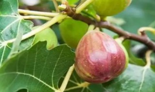 无花果什么时候种植比较容易成活 无花果什么时候种
