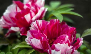 什么时候种月季花种子 什么时候种月季花