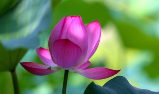碗莲种植时间 碗莲什么时候种合适