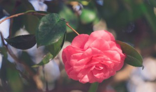 茶花种子什么时候种好 茶花种子什么时候种