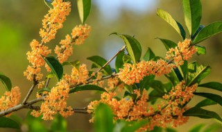桂花什么时候种植 桂花什么时候种