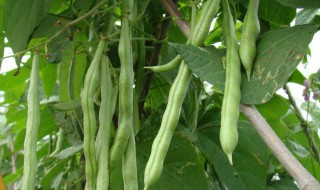 扁豆什么时候种怎么种 扁豆什么时候种