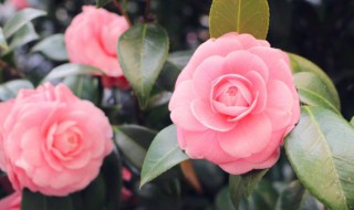 山茶花养殖温度 上海气候山茶花如何养好