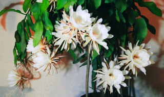 怎么才能养好昙花 如何养好昙花