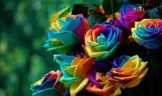 七彩花植物养殖方法 四季七彩花如何养好