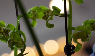 夏天怎样养好兰花 夏天如何养好兰花