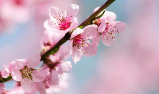 过年家中放什么花好 过年家里的花放什么好