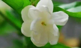 茉莉花冬天怎么养植 北方冬天如何养好茉莉花