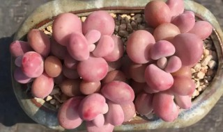 桃蛋怎么养好看 如何养好桃蛋