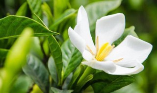 栀子花盆栽冬天好养活 冬季如何养好一盆栀子花