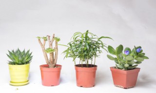 进门放什么植物招财 家里迎门处放什么植物接财