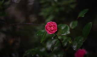 家里放什么干花好看 家里放什么干花好