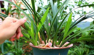 兰花新手养植技巧 如何养好兰花新手