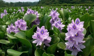 家里怎样养水葫芦 家里如何养好水葫芦