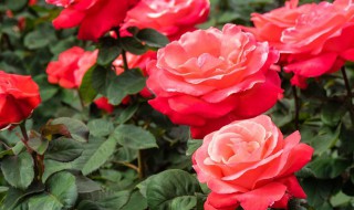 怎样养好盆栽月季花 如何养好月季花的品种