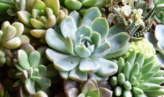 卡罗拉花怎么养 如何养好卡罗拉