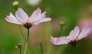波斯菊怎么水养 如何养好波斯菊