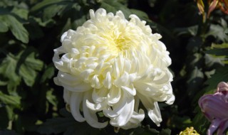 怎么养好菊花 如何养好菊花