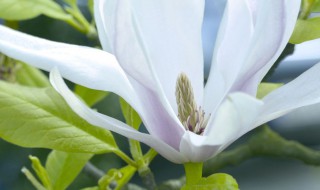 盆栽白兰花怎么养 如何养好白兰花的技巧