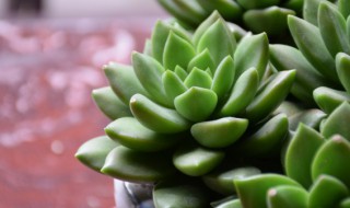 植物玉露怎么养比较好 室内如何养好玉露
