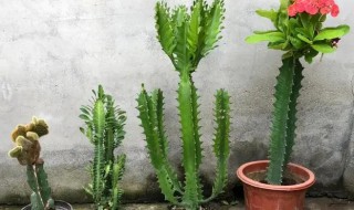 家里养三角霸王鞭开花好吗 三角霸王鞭如何养好