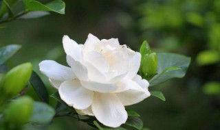这个季节栀子花怎么养 秋天在家如何养好栀子花