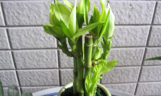 属马家里放什么植物最好 属马家里放什么植物好