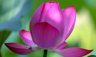 家里养的荷花为什么不开花 莲花为什么放家里不会开
