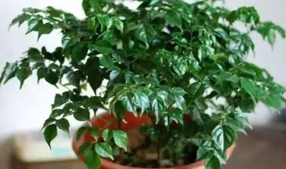 幸福树种植 幸福树怎么种