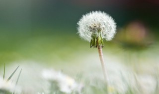 蒲公英在树下种植可以吗 蒲公英树怎么种
