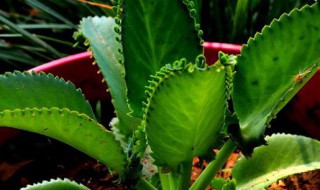 落地生根植物可以水培吗 落地生根水培方法