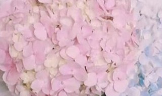 绣球花怎么水养 绣球花水培方法