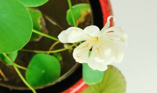 水培碗莲的种植方法和注意事项 水碗莲的种植方法水培