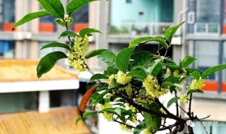 四季桂北京能种吗 四季桂花在北京如何种植好