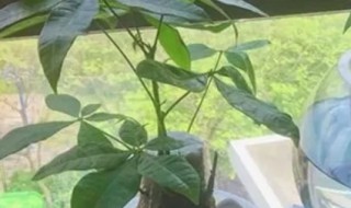 发财树剪枝水培 发财树的枝条水培方法