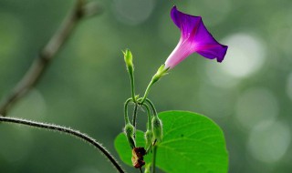 牵牛花发芽什么样子 牵牛花发芽了怎么种