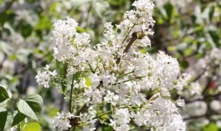 丁香花移栽注意事项 丁香花种植方法和注意事项