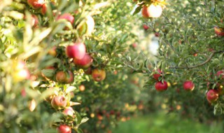 苹果树南方可以栽吗 南方盆栽苹果树种植方法