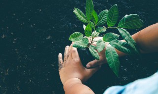 盆栽果树种植技术 新兴果树种植方法