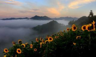 观赏葵花什么时候播种 葵花什么时候播种